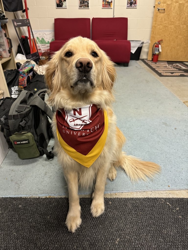 River the golden, therapy dog at Norwich University