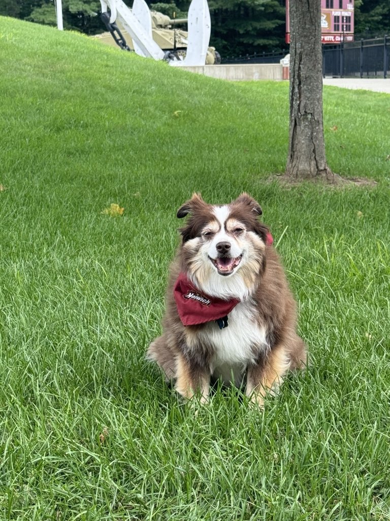 Alfie the mini, therapy dog at Norwich University